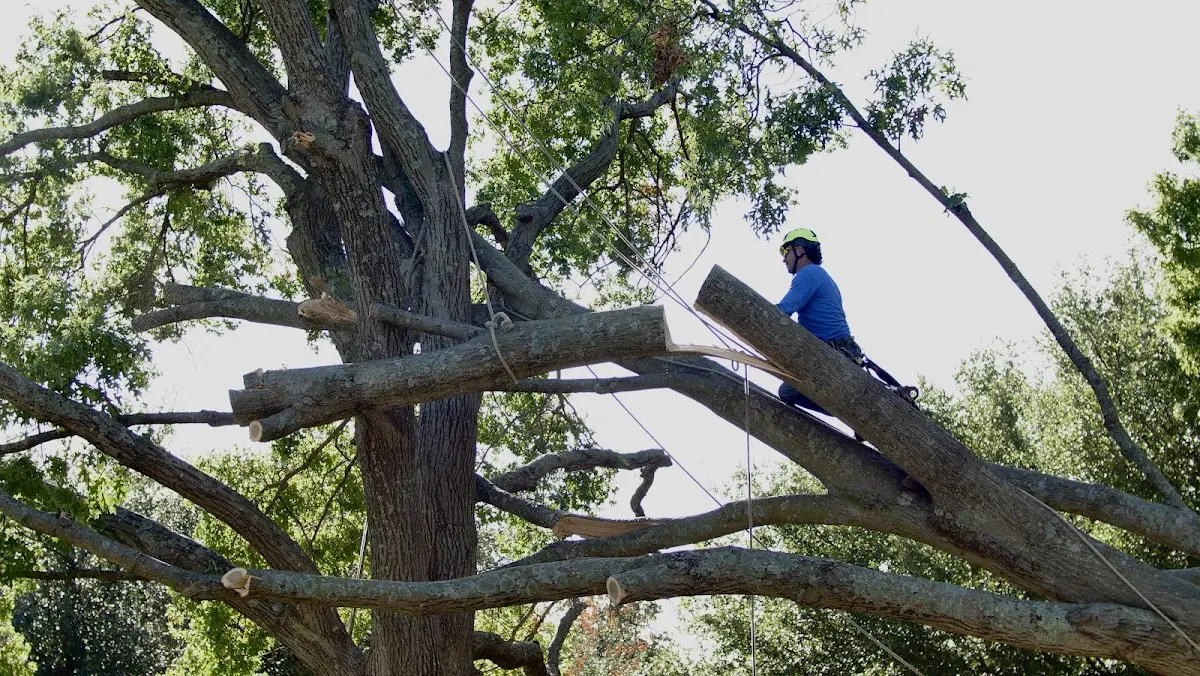 Professional Hazardous Tree Removal performed by certified arborists in Romayor